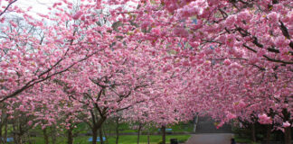 Audiência Pública: Revitalização do Parque do Carmo, Obras do Lago e segurança são as pautas do debate Pq do carmo